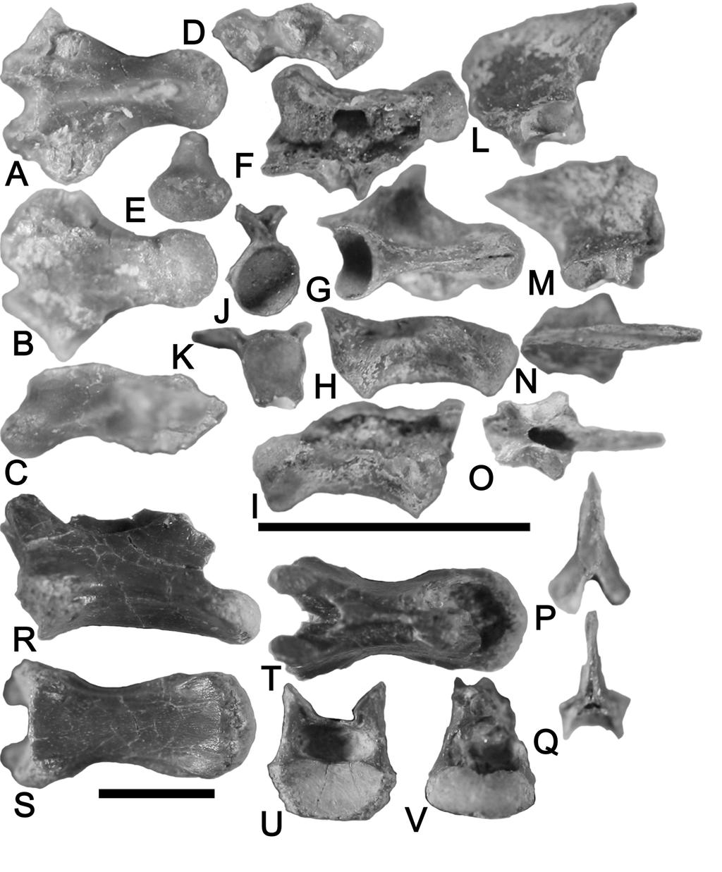 318 S. C. Renesto et al. Fig. 2. A-E, MNA V3652 (in partim), drepanosaurid cervical vertebra in A, dorsal, B, ventral, C, right lateral, D, anterior and E, posterior views.