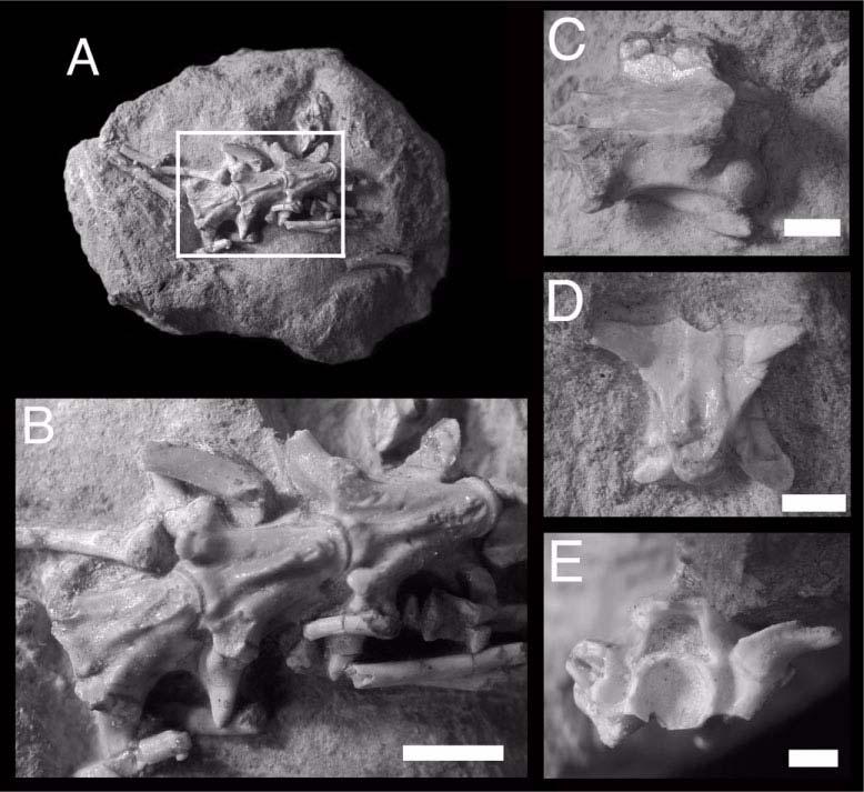Figure 6. Siwalik Group colubroid morphotype A (H-GSP 26666). A. articulated precloacal vertebrae and ribs in ventral view. B. detail of articulated precloacal elements. C.