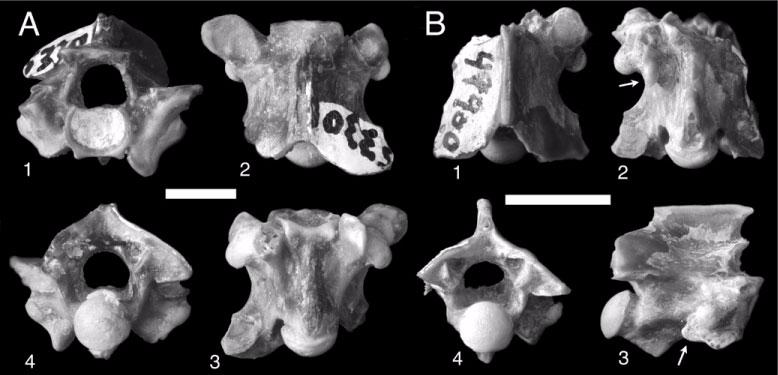 Figure 7. A. Siwalik Group colubroid morphotype B (H-GSP 53306) in anterior (1), dorsal (2), ventral (3), and posterior (4) views. B. Gansophis potwarensis gen. et sp. nov.