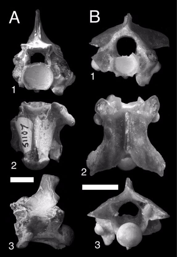 Figure 8. A. Siwalik Group Elapidae? indeterminate (H-GSP 51107) precloacal vertebra in anterior (1), ventral (2), and left lateral (3) views. B.