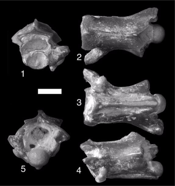Figure 9. Chotaophis padhriensis gen. et sp. nov. (H-GSP 24346 holotype), precloacal vertebra in anterior (1), dorsal (2), ventral (3), left lateral (4), and posterior (5) views. Scale equals 1 mm.