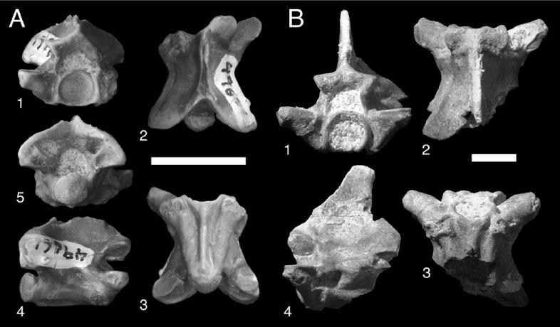 Figure 10. Sivaophis downsi gen. et sp. nov. A. H-GSP 49661 (holotype), precloacal vertebra in anterior (1), dorsal (2), ventral (3), right lateral (4), and posterior (5) views. Scale equals 10 mm. B.
