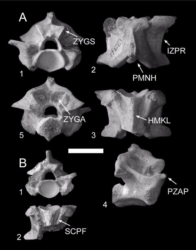 Figure 2. A. Siwalik Group Python precloacal vertebra (H-GSP 13961) in anterior (1), dorsal (2), ventral (3), right lateral (4), and posterior (5) views. B.