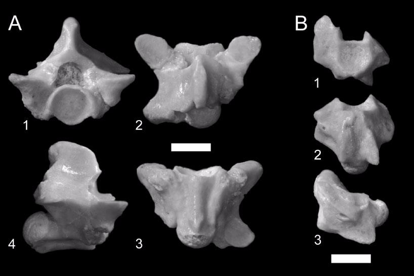 Figure 3. A. Siwalik Group Boidae indeterminate precloacal vertebra (H-GSP 24402) in anterior (1), dorsal (2), ventral (3), and right lateral (4) views. Scale equals 2.5 mm. B. Siwalik Group Erycinae indeterminate caudal vertebra (H-GSP 53417) in anterior (1), ventral (2), and left lateral (3) views.