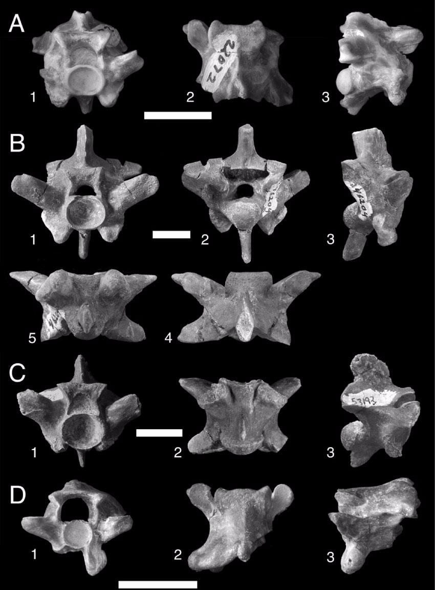 Figure 4. Acrochordus dehmi precloacal vertebrae. A. anterior precloacal vertebra (H-GSP 22072) in anterior (1), dorsal (2), and right lateral (3) views. B.