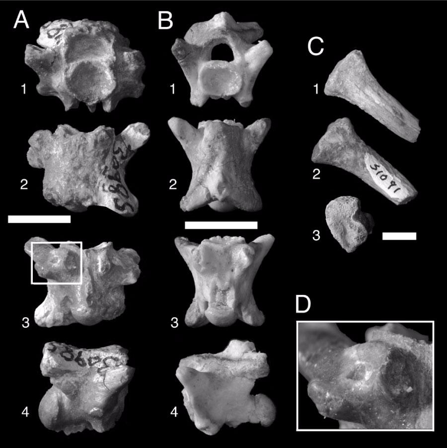 Figure 5. Acrochordus dehmi cloacal, postcloacal and costal elements. A. cloacal vertebra (HGSP 30985) in anterior (1), dorsal (2), ventral (3), and right lateral (4) views. B.