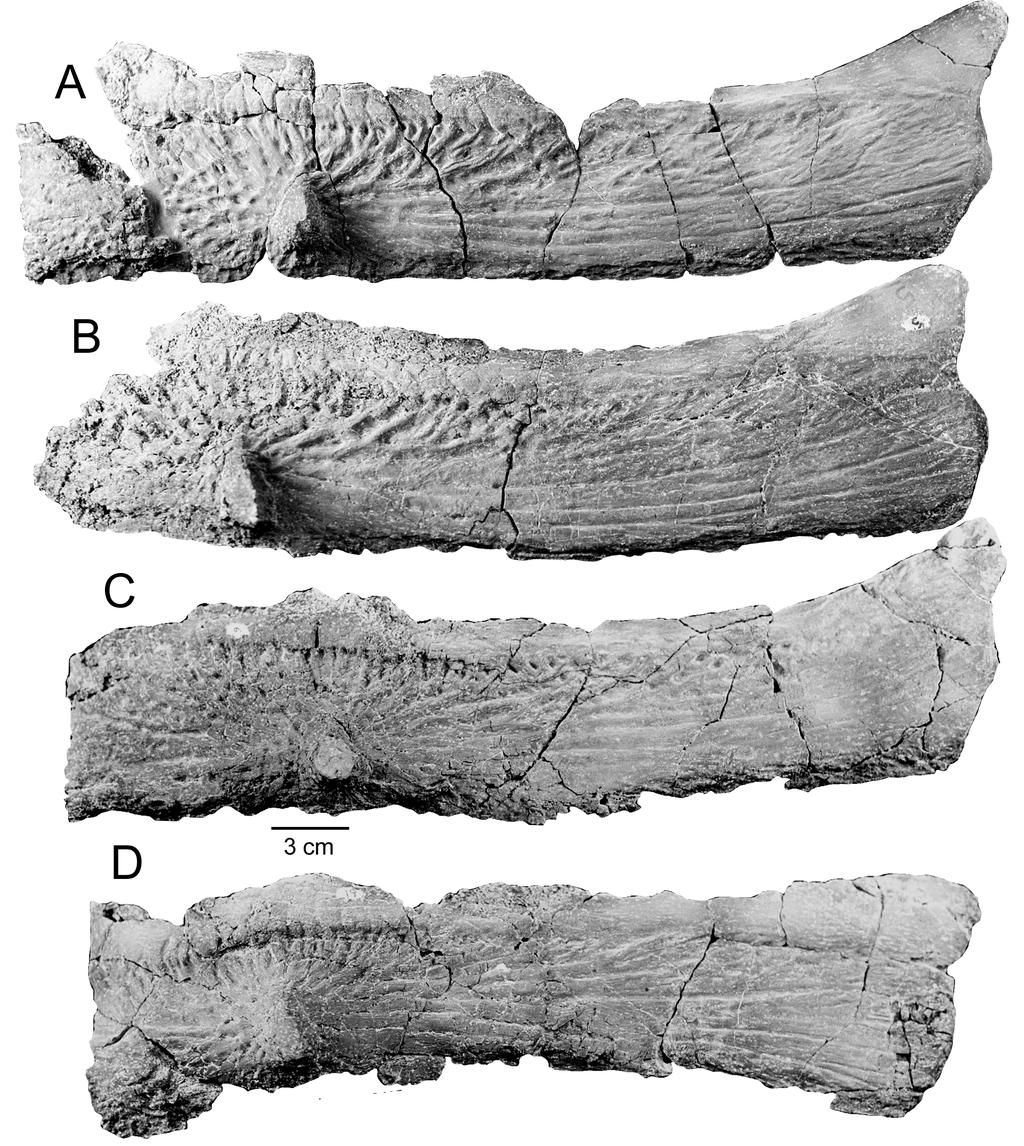 577 FIGURE 4. Paratypothorax andressorum, PEFO 3004, right dorsal paramedian scutes in dorsal views. A, Scute no. 10 on Figure 2. B, Scute no. 5 on Figure 2. C, Scute no. 6 on Figure 2. D, Scute no.