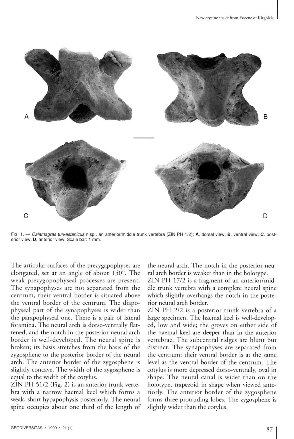 New erycine snake from Eocene of Kirghizia FIG. 1. Calamagras turkestanicus n.sp., an anterior/middle trunk vertebra (ZIN PH 1/2); A, dorsal view; B, ventral view; C, posterior view; D, anterior view.
