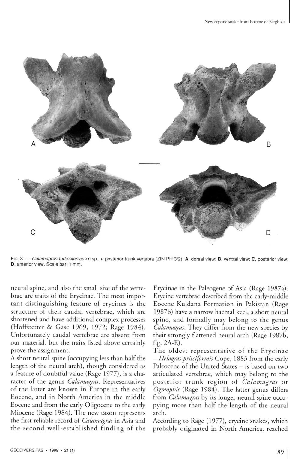New erycine snake from Eocene of Kirghizia MA B FIG. 3. Calamagras turkestanicus n.sp., a posterior trunk vertebra (ZIN PH 3/2); A, dorsal view; B, ventral view; C, posterior view; D, anterior view.