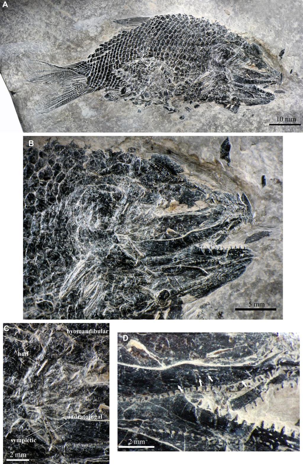 Fig. 3S Subortichthys triassicus gen. et sp. nov., IVPP V 22951 A. photo; B. skull and pectoral girdle; C.