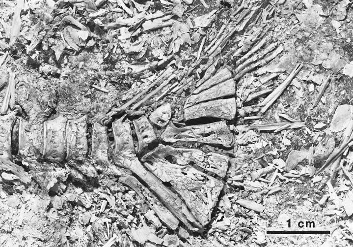 2001 MAISEY AND MOODY: EXTINCT TELEOST FISH 13 Fig. 8. Caudal endoskeleton in an acid-prepared specimen of Araripichthys castilhoi, AMNH 11944.
