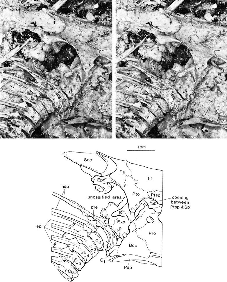 2001 MAISEY AND MOODY: EXTINCT TELEOST FISH 17 Fig. 9. Araripichthys castilhoi, AMNH 11948, Lower Cretaceous, Santana Formation, Brazil.
