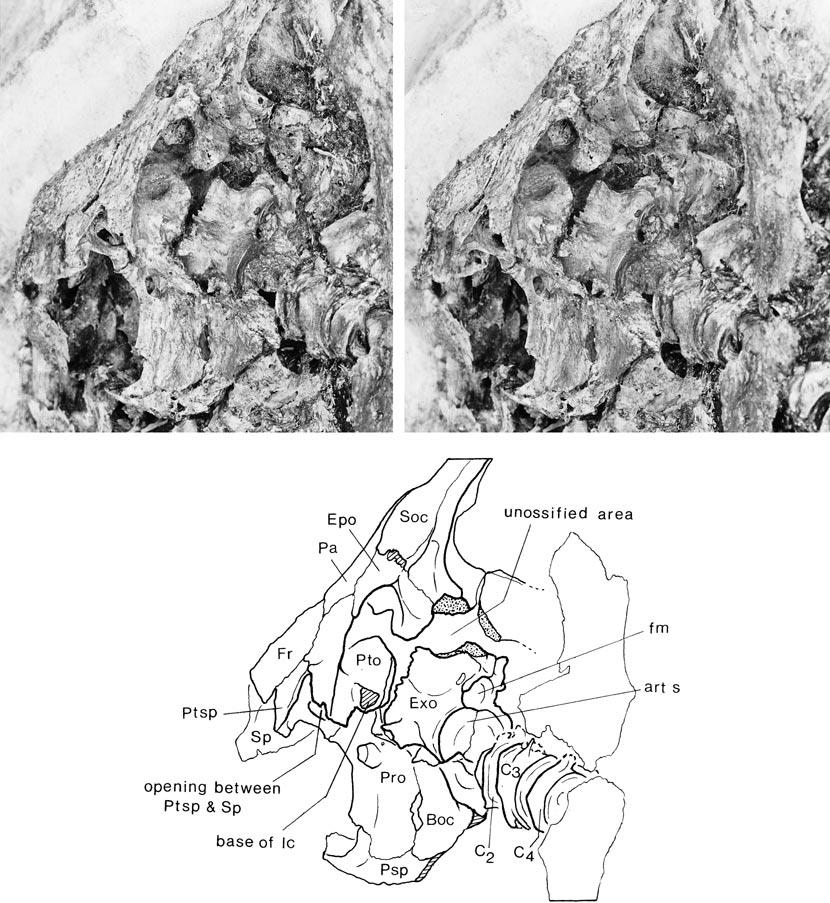 18 AMERICAN MUSEUM NOVITATES NO. 3324 Fig. 10. Araripichthys castilhoi, AMNH 13968, Lower Cretaceous, Santana Formation, Brazil.