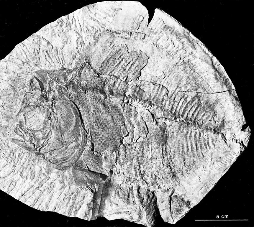 2001 MAISEY AND MOODY: EXTINCT TELEOST FISH 5 Fig. 2. Araripichthys axelrodi; the holotype, P-907 MBLUZ (entire specimen). in the present family/genus diagnosis.