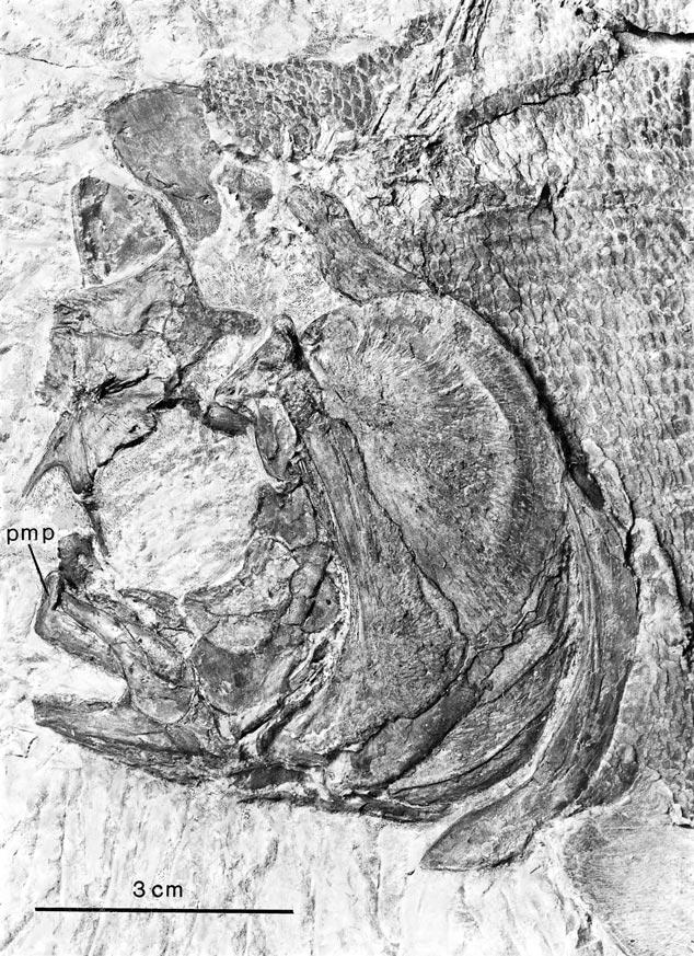 6 AMERICAN MUSEUM NOVITATES NO. 3324 Fig. 3. Araripichthys axelrodii; the holotype, P-907 MBLUZ (detail of head).