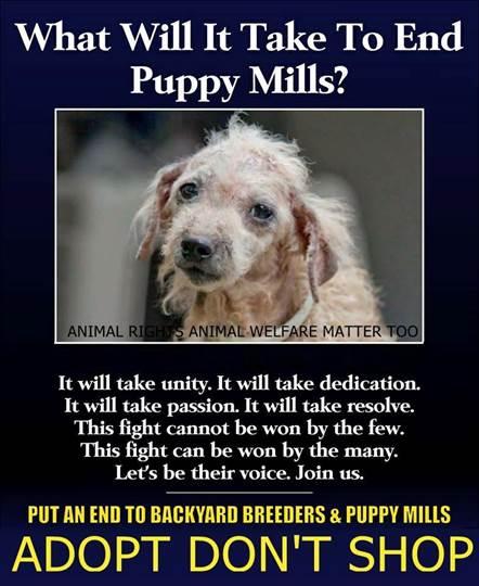 Commercially Bred (Puppy Mill) pets (Companion Animals).