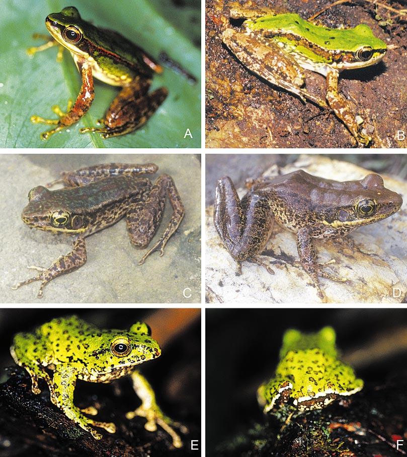 2004 BAIN AND NGUYEN: HERPETOFAUNA OF HA GIANG 13 Fig. 6. Three frog species from Ha Giang Province, Vietnam: (A) paratype of Rana iriodes, new species (AMNH 163928), adult male, SVL 42.