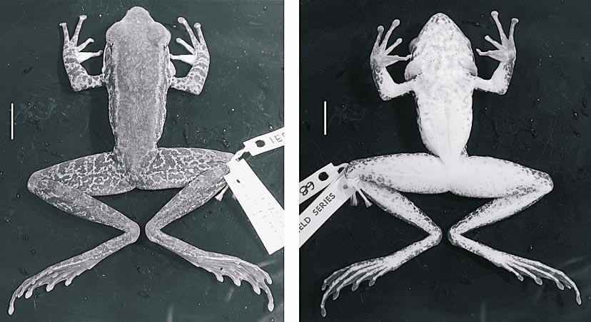 2004 BAIN AND NGUYEN: HERPETOFAUNA OF HA GIANG 19 Fig. 10. Holotype of Rana tabaca, new species (AMNH 163923/IEBR 68), a male from Mt.