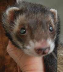 Cataracts One of the most common causes of blindness in both humans and ferrets are cataracts.