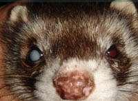 Unlike dogs and cats that exhibit pain and other signs of corneal edema (swelling) with glaucoma, ferrets are not easy to diagnose.