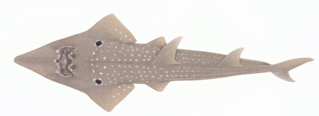 Figure 1. Rhynchobatus australiae (illustration from Last et al., 2016). Figure 2.