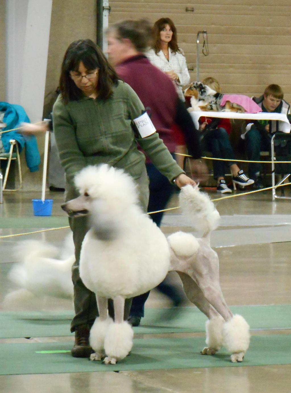 The Parti Line Pag e 9 BREEDER SHOW BRAGS from Gina Wainiola and Rivers Edge/Mozaic Poodles U-Ch URO1 Mozaic Unique Mirage aka Mariah is our latest UKC multicolor Champion finishing in GRAND style.