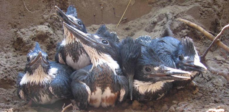 Kingfisher Reproductive Health Reference Target Nests Excavated 9 28 Clutch Size 6.3±0.52 (6) 6.9±0.34 (16) Hatch Success 0.75±0.