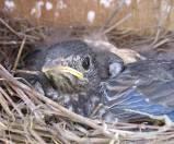 Passerine Study House wren Tree swallow Eastern bluebird Clutches initiated 427