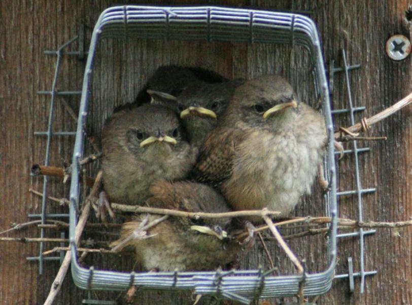 Population Health Conclusions o o o o For all species monitored banded individuals returned to the site for multiple years Age and sex ratios for passerine species