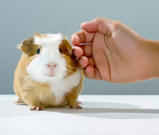 Recent Outbreaks: Salmonella Enteritidis Infections Linked to Pet Guinea Pigs 9 people affected, 8 states 1 hospitalization Pet rodents, including guinea pigs,