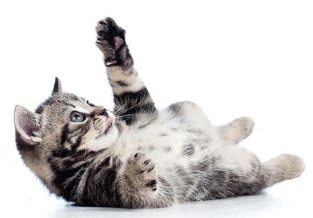 KEEP YOUR KITTEN HEALTHY FOR LESS with our KITTEN ESSENTIAL CARE PLAN Monthly Payment: $41.