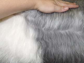To begin, lift your dog onto the grooming table and lay him on his side with his spine close to the edge of the