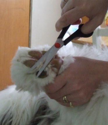 carefully trim the fur between and around each paw pad so that