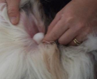 You can saturate a cotton ball and then clean as far inside the ear as you can go.