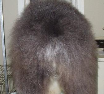 For pets though, it is pretty basic, and if you mess up, relax, it s only hair, it will grow back For cleanliness you should trim your bobtails rear end every 3 months or so, feces can become tangled