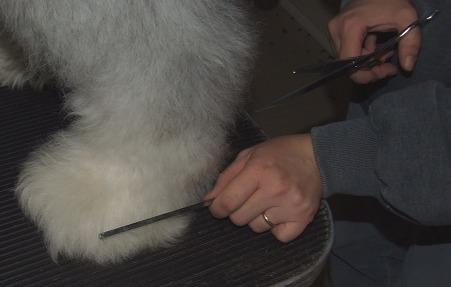 Trimming the feet is a little more complicated for showdogs, we trim in layers to create that pillar look.