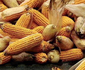 Mycotoxins is the secondary metabolites produced by some