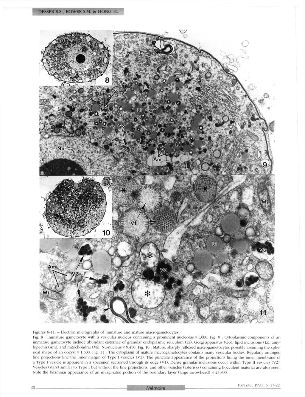 DESSER S.S., BOWER S.M. & HONG H. Figures 8-11. - Electron micrographs of immature and mature macrogametocytes. Fig. 8 : Immature gametocyte with a vesicular nucleus containing a prominent nucleolus x 1,600.
