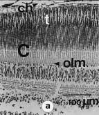 The structure of the retina observed was also similar to those of the other two species previously examined, with a single layer of cones located close to the outer limiting