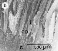 K. Awaiwanont Scanning electron micrograph showing the tapetal materials of the Devis anchovy ( ) the arrangement of cone cells ( ) and the tapetal materials ( ) of the Buccaneer anchovy.