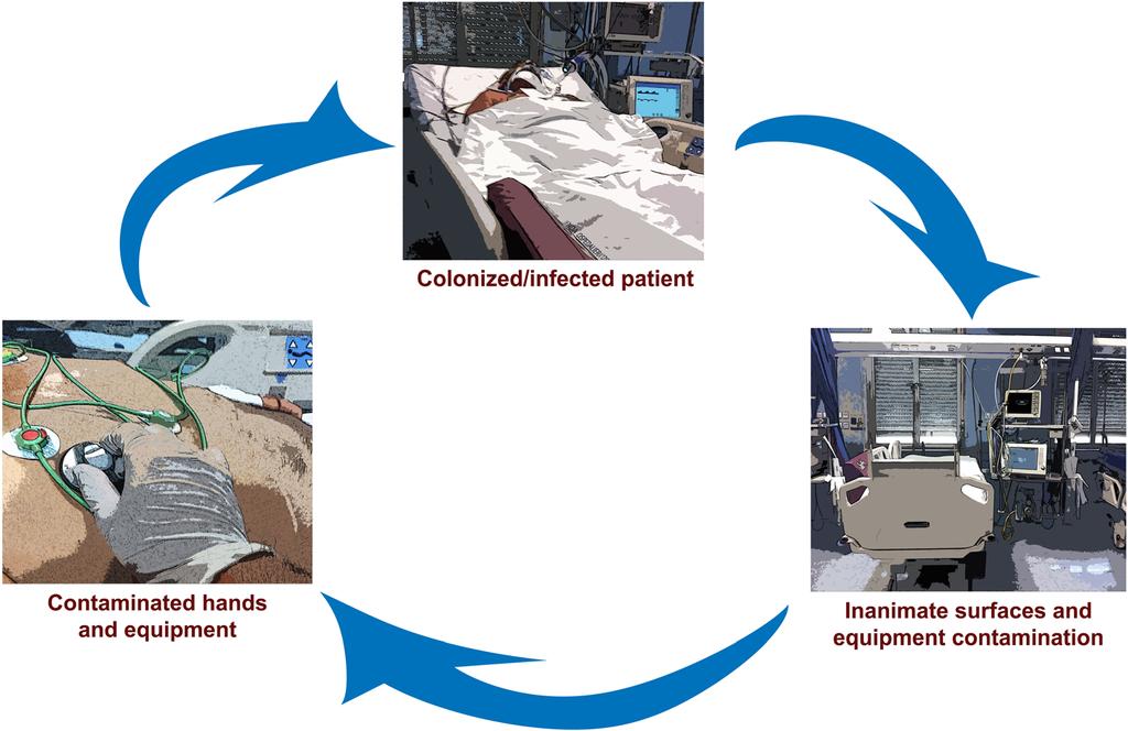Russotto et al. Journal of Intensive Care (2015) 3:54 Page 3 of 8 Fig. 1 Role of ICU environmental contamination for patient colonization/infection [15].