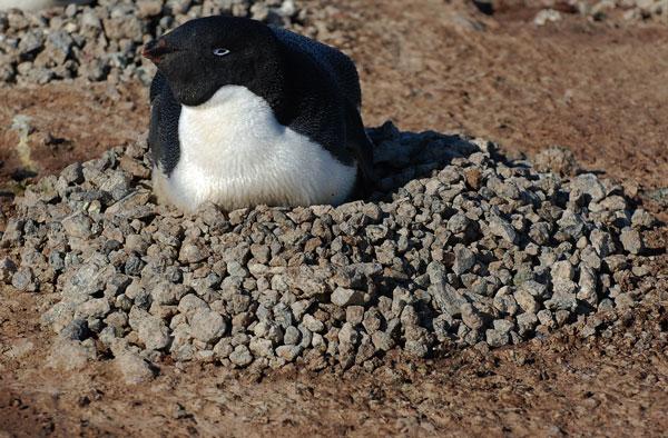 Adélie Penguin males come ashore in late Oct to build a nest and wait for the females.