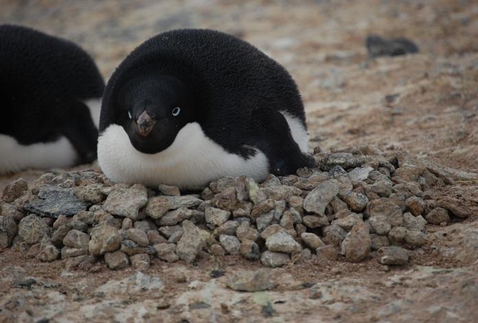 Figure 2. Adélie Penguins build their nests out of rocks, there isn t anything else. Each nest is slightly different.