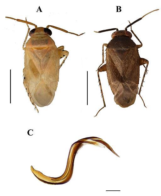 Çerçi and Koçak- Further contribution to the Heteroptera fauna of Turkey Marmorated Stink Bug. It is an invasive species originated from Oriental Region.
