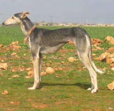 Right- Saluki from
