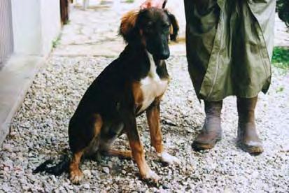 Douman came from the Tai tribe in NE Syria and was a striking dog with eyes like an eagle's staring out from a black face, unrelieved by any pips over them.