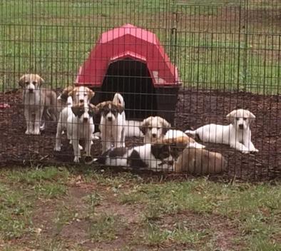 The following 28 dogs are very happy in their new forever homes: Irene and all eight of her puppies (Bates, Clarkson, Cora, Edith, Matthew, Mosely, Thomas, and Violet) as well as Artie, Avalanche,