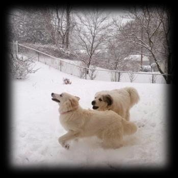 Appalachian Great Pyrenees Rescue Quarterly Newsletter Page 2 of 6 Above: Lady and Hugo Happy Tails Lady and Hugo {Editor s note: Lady and Hugo were adopted in May of this year and are being spoiled