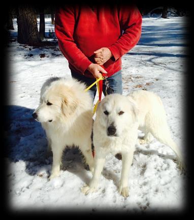 Page 3 of 6 Appalachian Great Pyrenees Rescue Quarterly Newsletter A New Home Visit Volunteer Brad Sheffer {Editor s note: AGPR needed a home visit done in the Suffolk, Virginia area and did not have