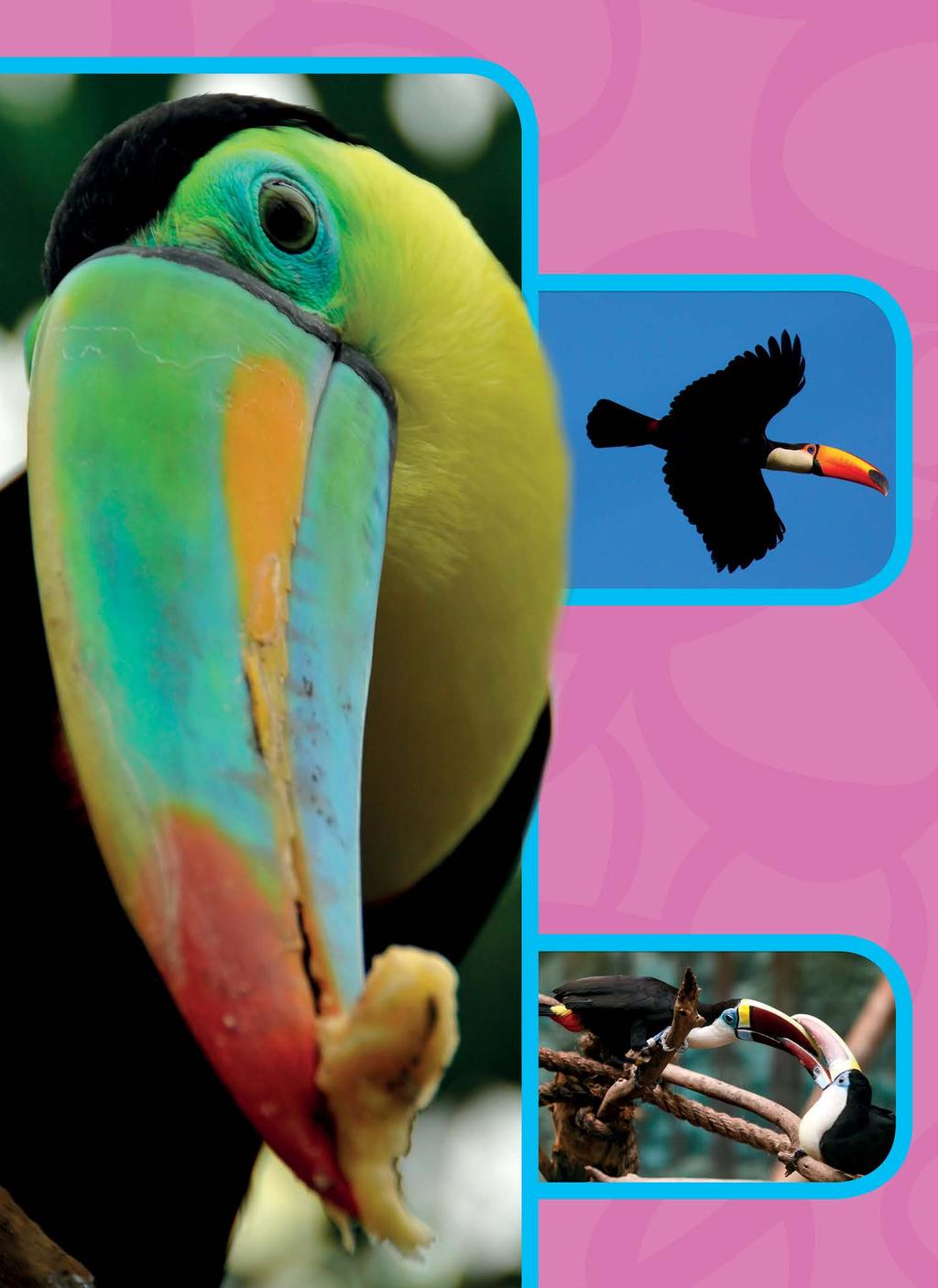 Toucans Their bills can be red, yellow, blue, white, green, brown, or black (or a combination of colors).